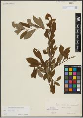 Foto von Salix aurita L.